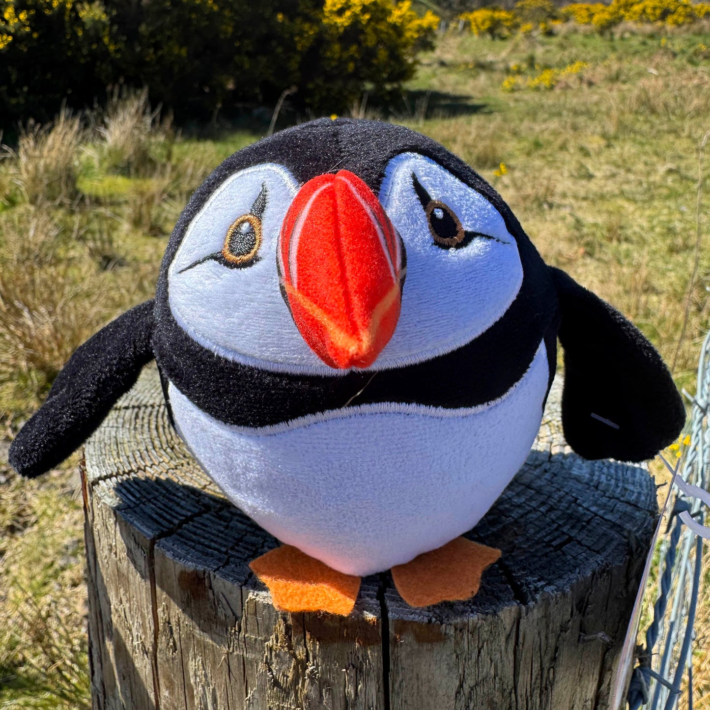McSquashies - Peata Puffin