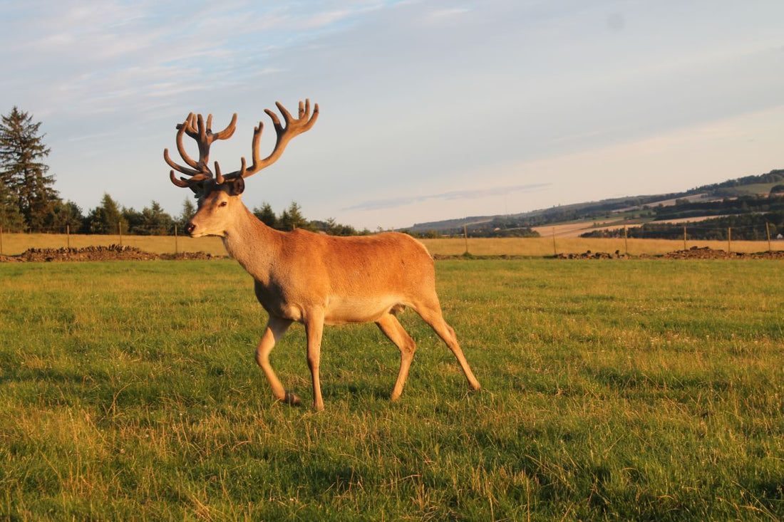 Producer’s Corner: Anona Gow, Pitscandly Farm