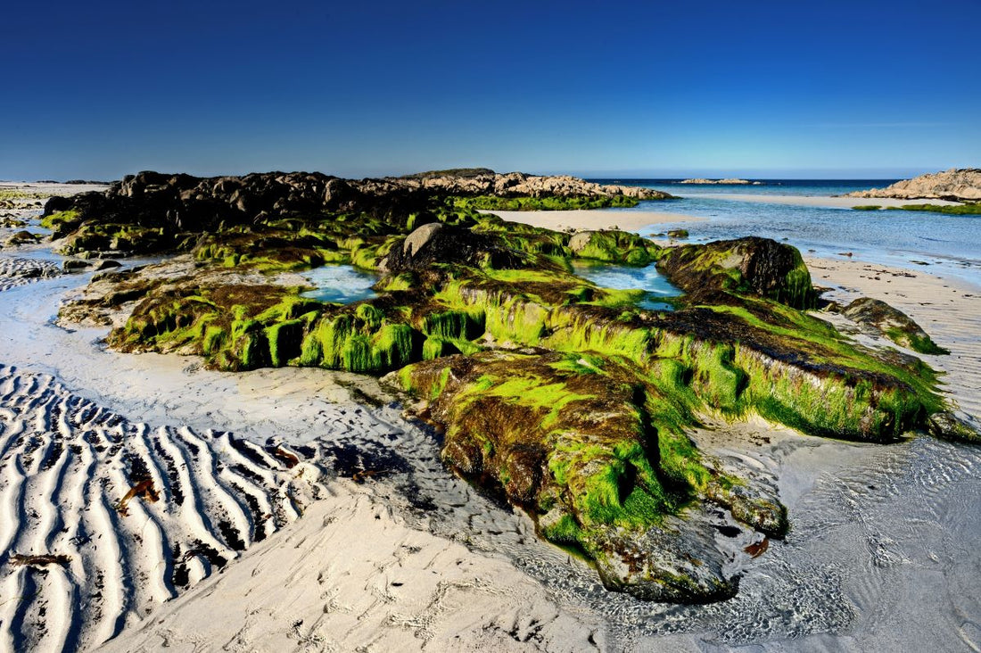 Isle of Tiree Distillery launches the island’s first legal whisky in more than 200 years