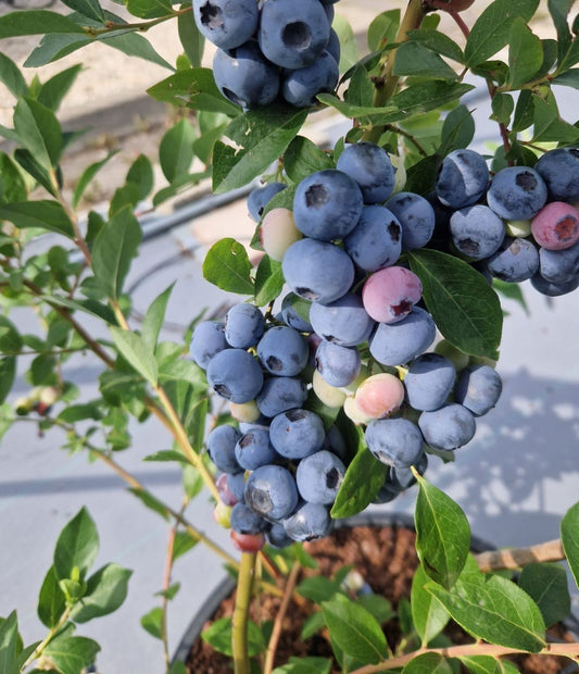 Scientists produce the first ever blueberry to flourish in Scottish climate