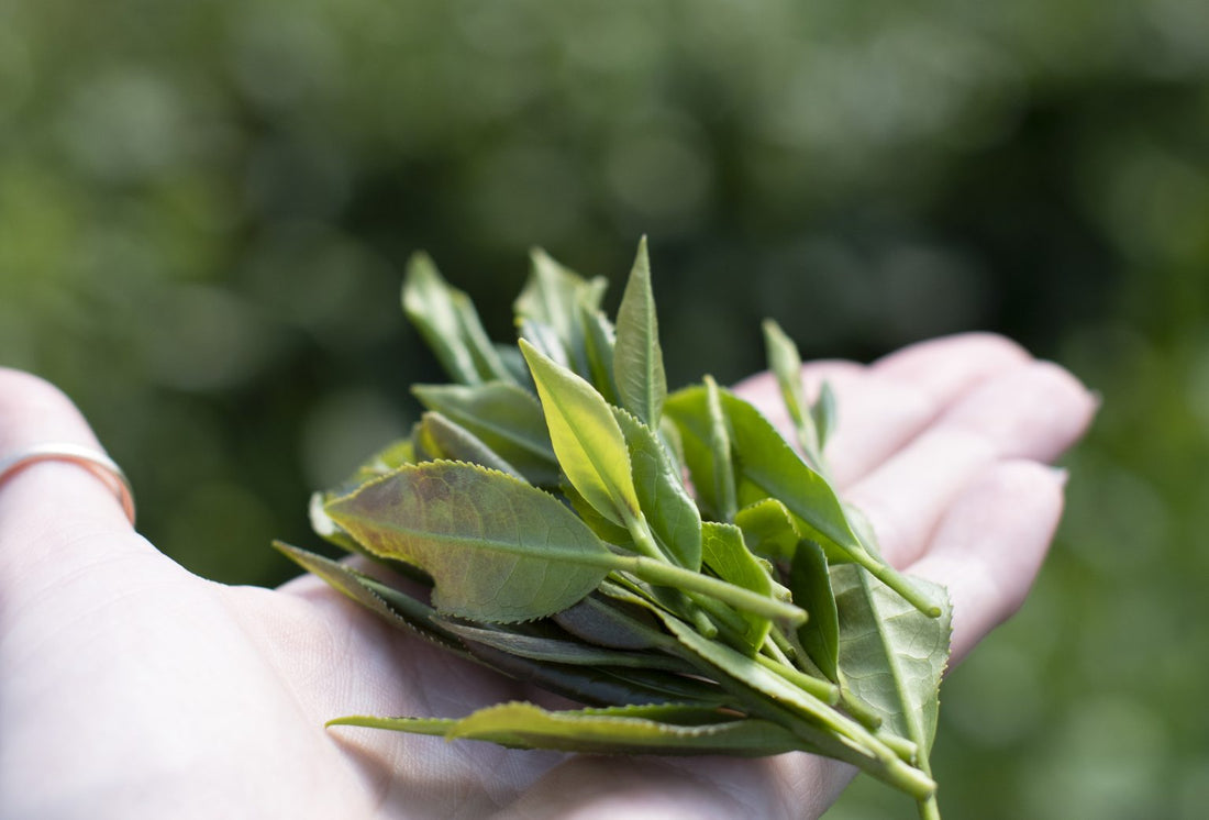 There’s no place like home: Here’s 6 Scottish teas to try